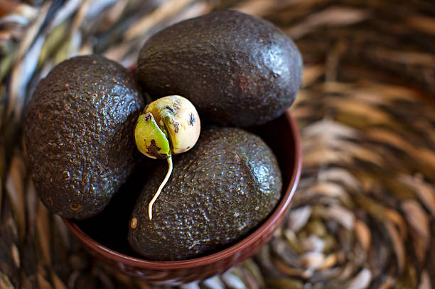 istock Germinated avocado seed on avocados 518524042