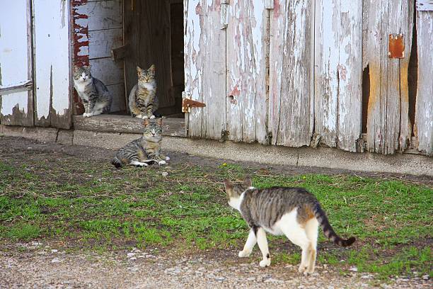 istock Barn Cats Hang Out on Iowa Farm 518524104