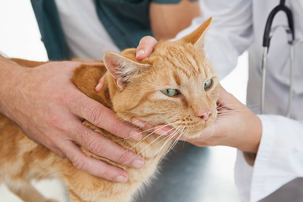 istock Vet giving cat a check up 518524115