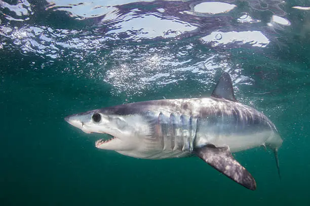 A juvenile shortfin mako shark knifes through the greenish waters off of Rhode Island