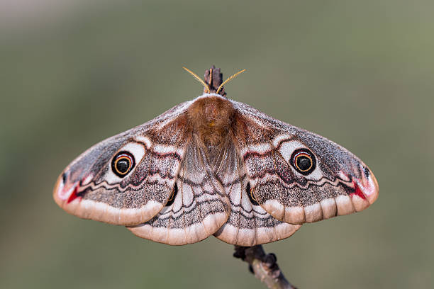 330+ Emperor Moth Stock Photos, Pictures & Royalty-Free Images - iStock