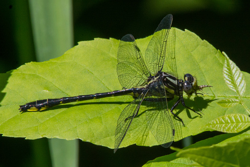 Rapids Clubtail with mosquito.