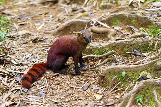 Photo of The ring-tailed mongoose