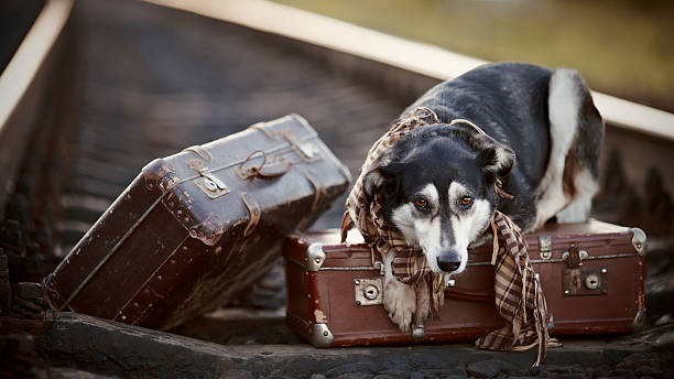 istock The dog lies on suitcases on rails 518525189
