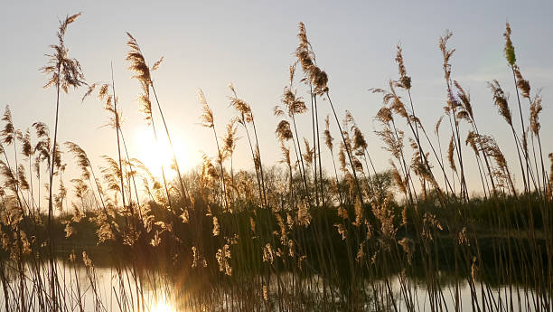 istock Sunset behind grass on the river bank 518525307