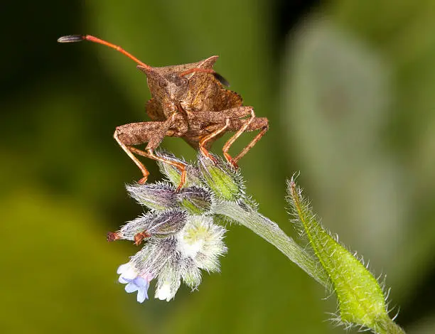 shieldbug