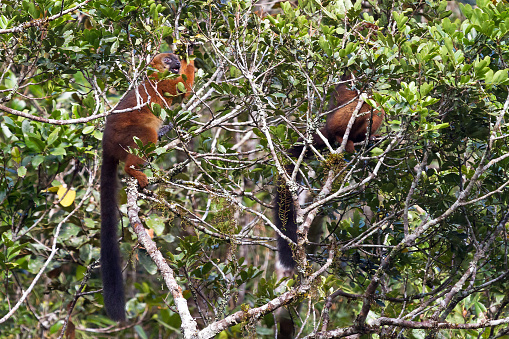 The red-bellied lemur (Eulemur rubriventer) in Ranomafana national park, Madagascar