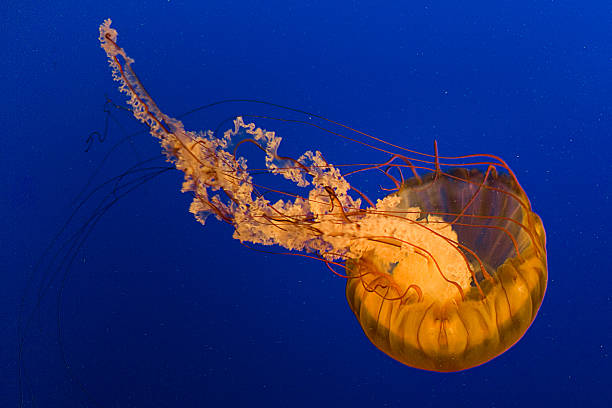méduse - box jellyfish imagens e fotografias de stock