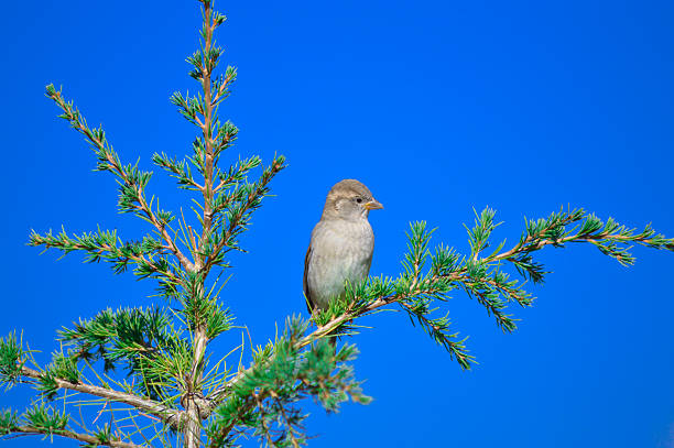 istock Little sparrow on the branch 518526191