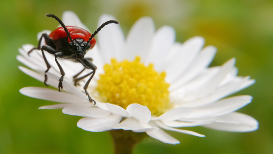 Red lily beetle on a daisy