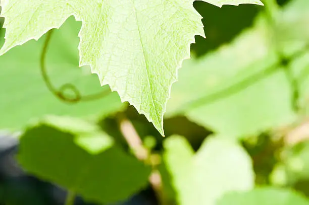 Border of grape or vine leaves with copy-space
