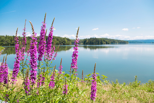 Purple Flower and Lake View in Upstate New York