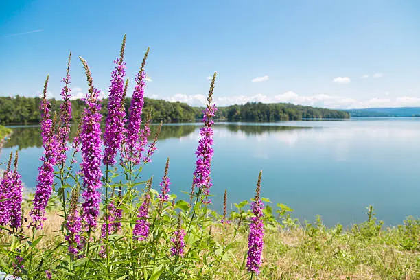 Photo of Purple Flower and Lake View