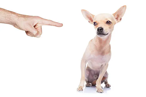 chihuahua dog being punished because of bad behavior by his owner, isolated on white background