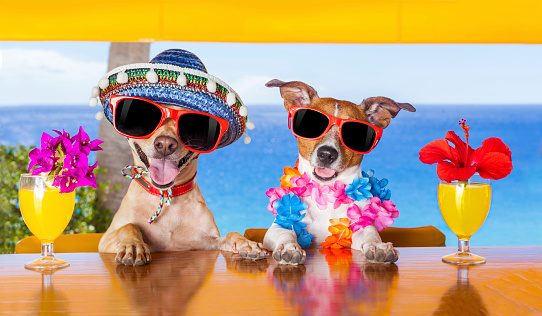 two funny dogs drinking cocktails at the bar in a  beach club party with ocean view