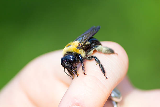 istock Carpenter bumble Bee sitting on a hand 518527030