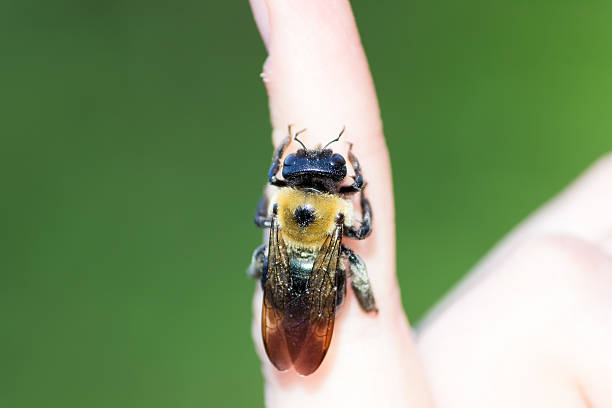 istock Carpenter bumble Bee sitting on a hand 518527078