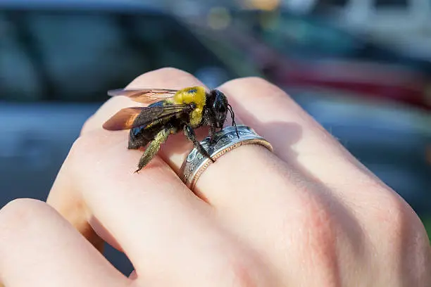 Photo of Carpenter bumble Bee sitting on a hand