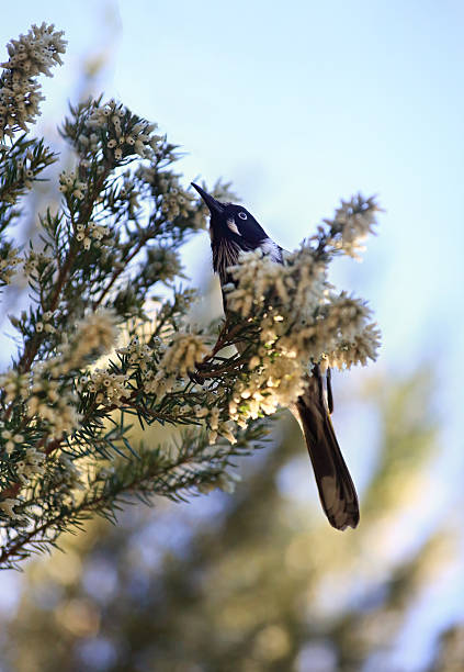 istock New Holland Honeyeater 518527327