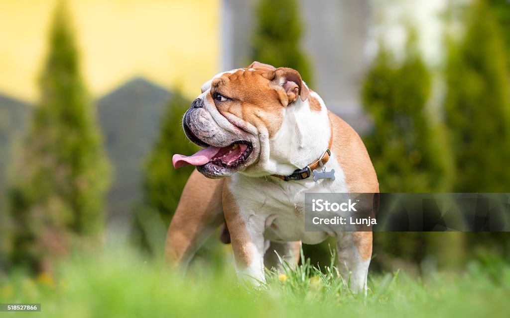 Bouledogue anglais dans la cour - Photo de Bouledogue libre de droits