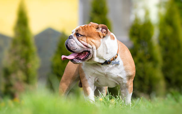 istock English bulldog in the backyard 518527866