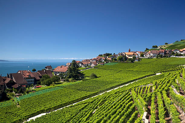 istock View over lake Geneva from the Lavaux vines. 518527995
