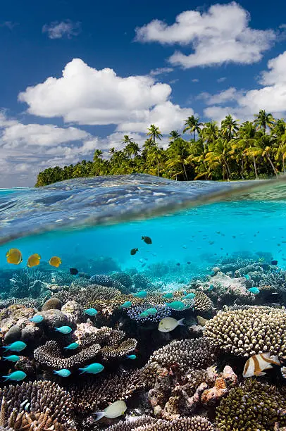A coral reef in a tropical lagoon at Aitutaki in the Cook Islands in the South Pacific Ocean.