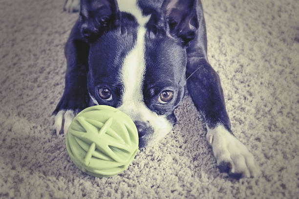 istock Boston Terrier Playing With Green ball 518528801