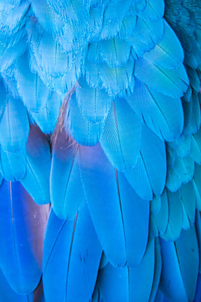 istock Blue feather of Macaw 518528853