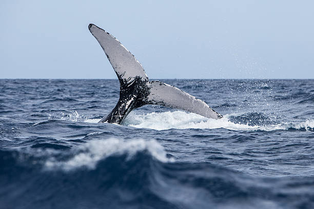 istock Humpback Whale Tail in Rough Seas 518528970
