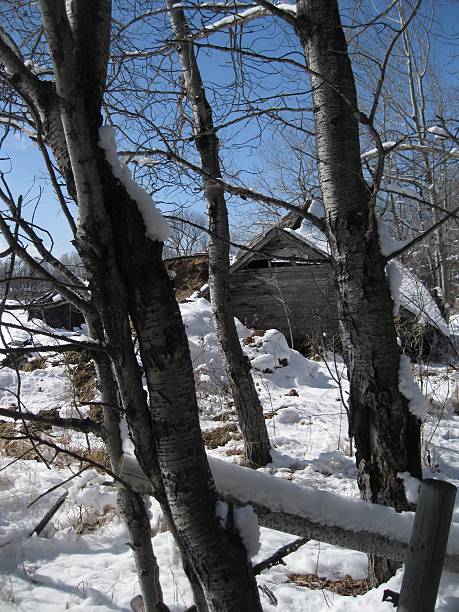 istock House in the Trees 518530086