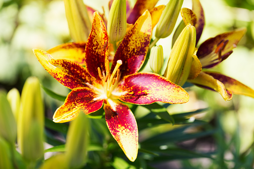 Vibrant yellow and red Asiatic lily in a flower garden.