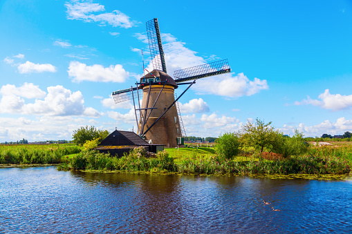 Traditional dutch landscape. Field of wheat in front of a windmill under a blue sky.