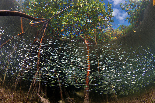 A shoal of small baitfish stay close to the shelter of the mangrove roots in Bimini, Bahamas