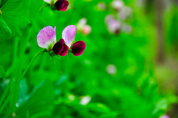 The Beautiful blooming snow bean flowers in spring.