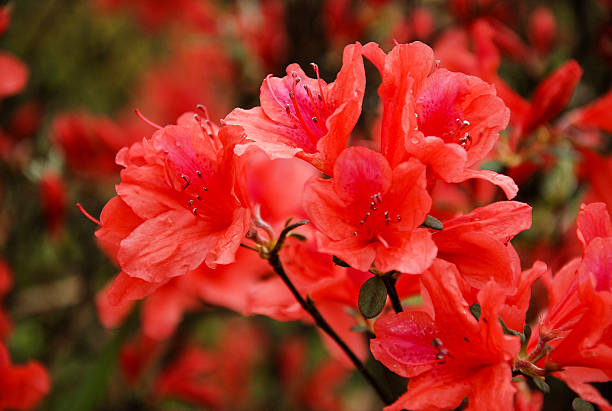 istock Beautiful blooming azalea flowers 518533316