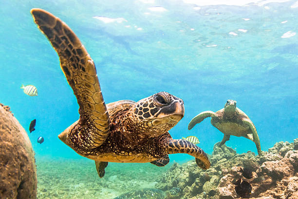 hawaiian green sea turtle - north shore fotografías e imágenes de stock