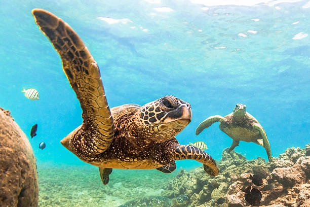 hawaiian tartaruga verde - oahu water sand beach foto e immagini stock