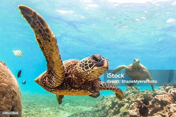 Hawaiian Green Sea Turtle Stock Photo - Download Image Now - Turtle, Oahu, Hawaii Islands