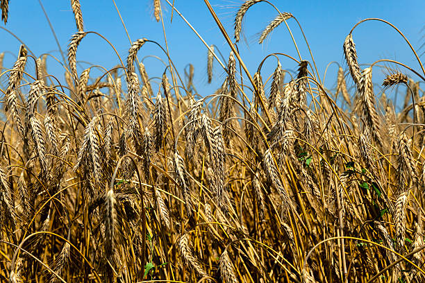istock agriculture cereals. summer 518535230