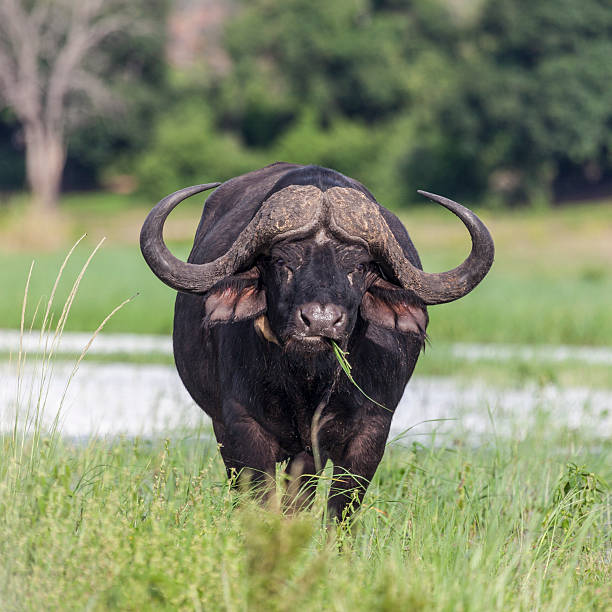 istock African (Cape) Buffalo, Syncerus caffer, grazing; Chobe River, Botswana 518535290