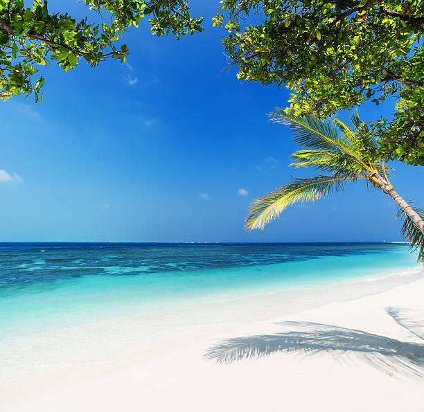 istock Beautiful palm beach with tropical seascape 518536160