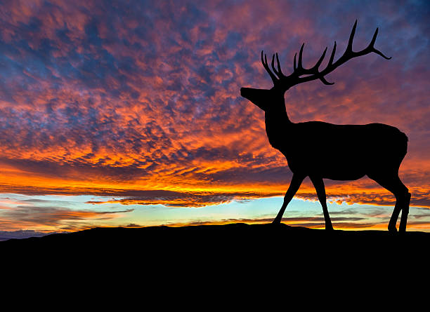 istock Silhouette of Red Deer Elk at Sunset 518537112