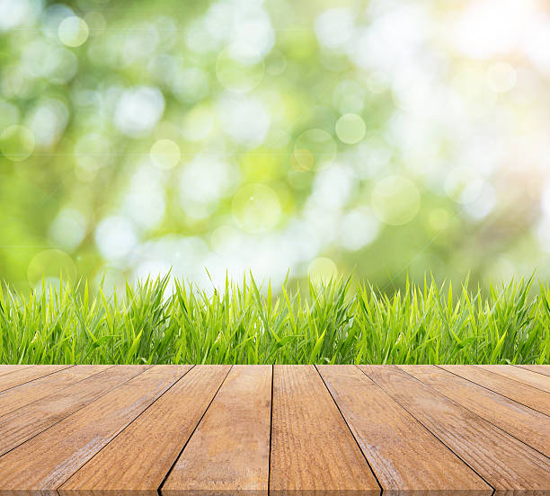 istock Nature spring or summer background with grass field with sunlight 518537410