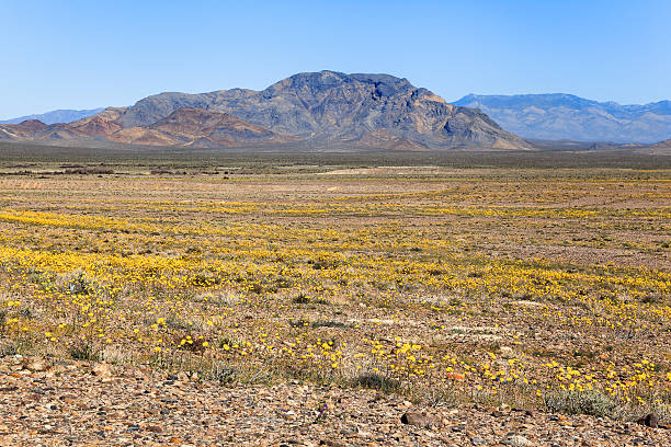 istock Ash Meadows National Wildlife Refuge, California 518537518