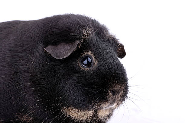 close up of black and cream otter guineapig on white background