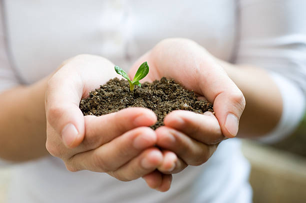 istock plant in the hand 518546547