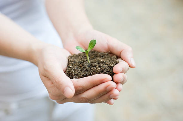 istock plant in the hand 518546551