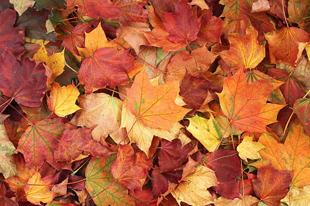 istock Autumn leaves background - maple leaves 518546847