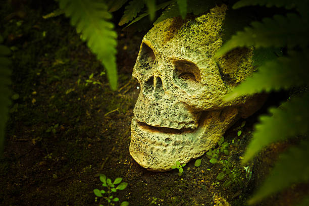 istock Still life with skull in the forest. 518546919